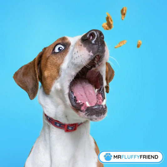 Recettes de friandises de Noël pour chiens