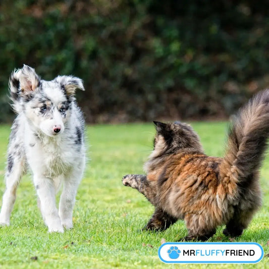 pires races de chiens pour les chats