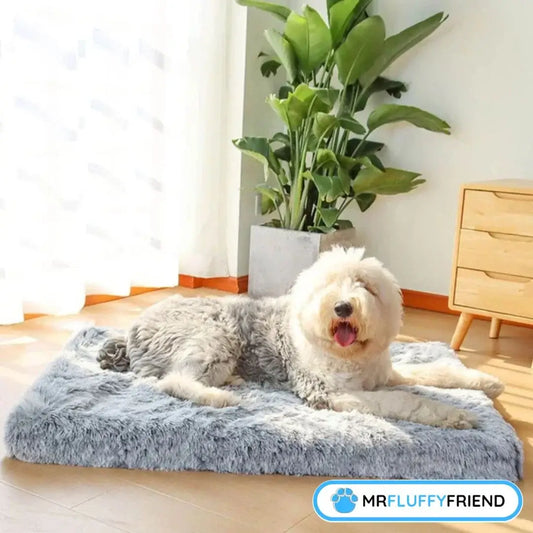 Meilleur panier pour vieux chiens