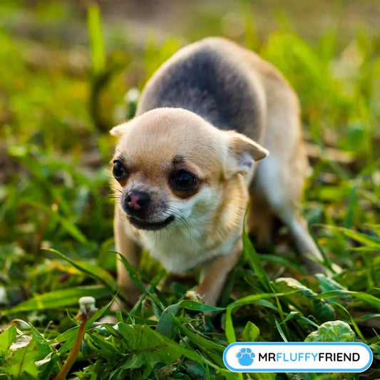 pourquoi mon chien tremble et halète