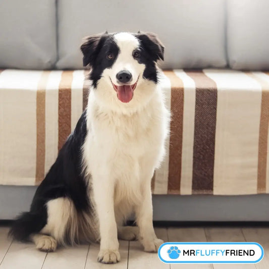 Comment empêcher votre chien de monter sur le canapé Un Border Collie noir et blanc assis à côté du canapé