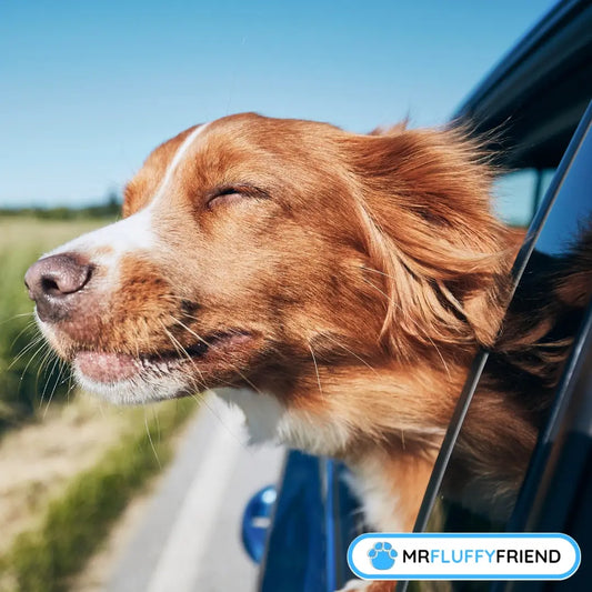 Image à la une du blog, « Mon chien a peur en voiture : 8 méthodes efficaces pour l'aider », montrant un chien brun et blanc heureux, la tête dehors par la fenêtre, profitant du vent ensoleillé