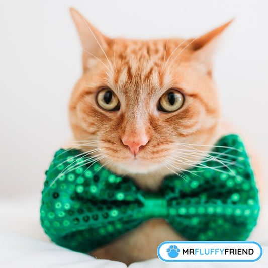 Quest-ce-quun-chat-Manx