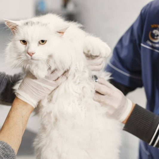 Symptômes d'un chat malade