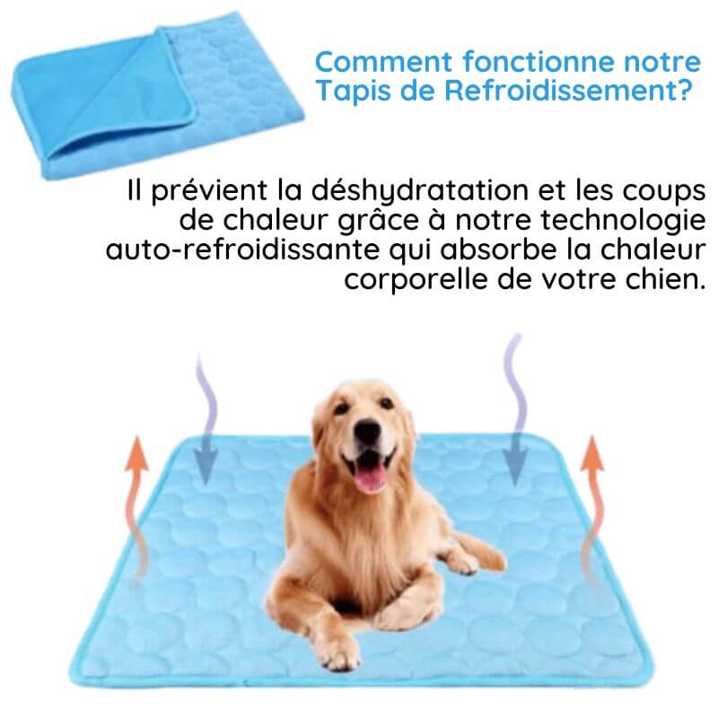 Un golden retriever assis joyeusement sur un tapis rafraîchissant bleu – conçu pour absorber la chaleur du corps et éviter les coups de chaud.