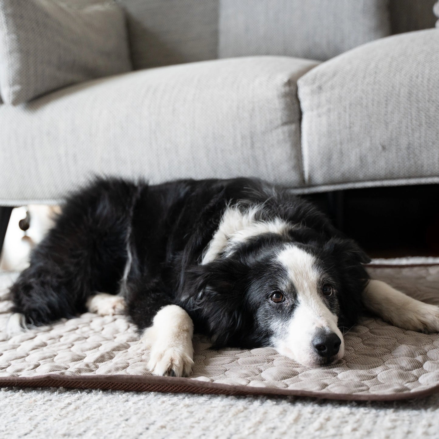 MrFluffyFriend® - Tapis rafraîchissant pour chien (PRICE)
