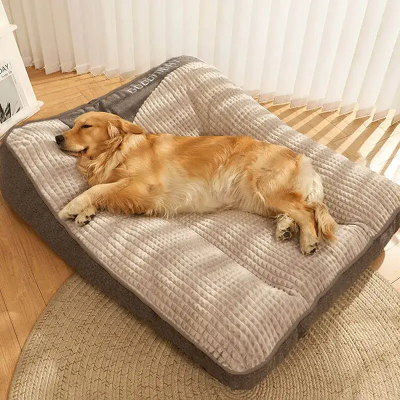 3 chiens sur 4 dorment mal